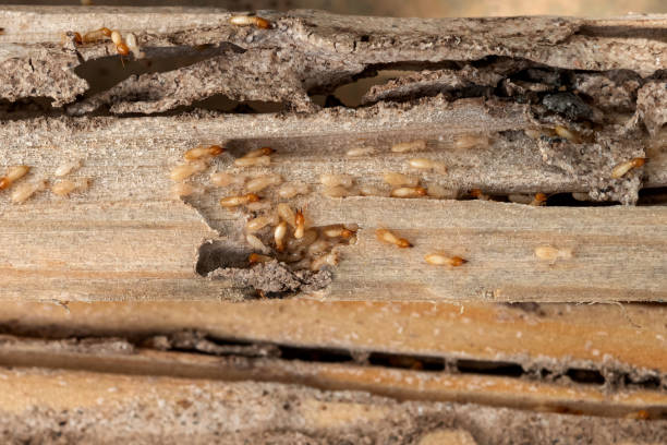 Spider Control Near Me in Heritage Lake, IL